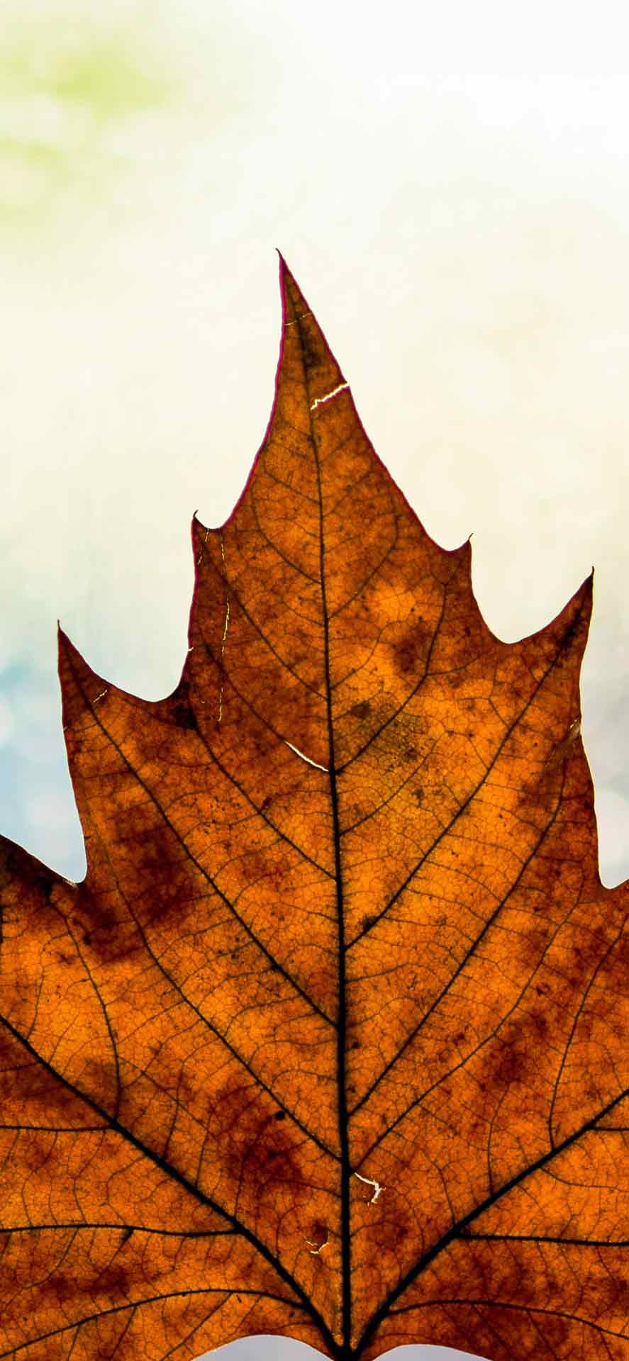 落叶高清深度效果壁纸