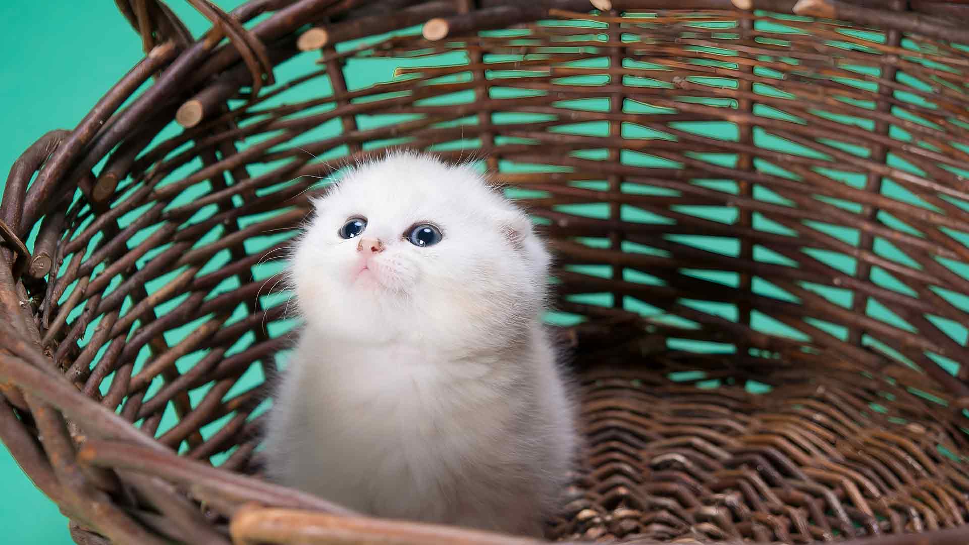 柳条篮里的白色小猫 可爱宠物 桌面壁纸