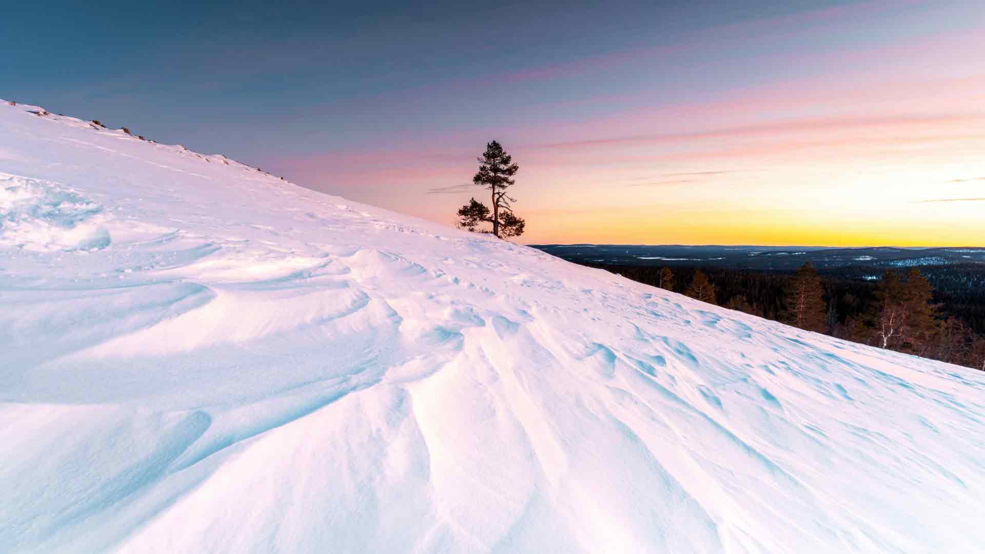 雪山山坡孤树日落