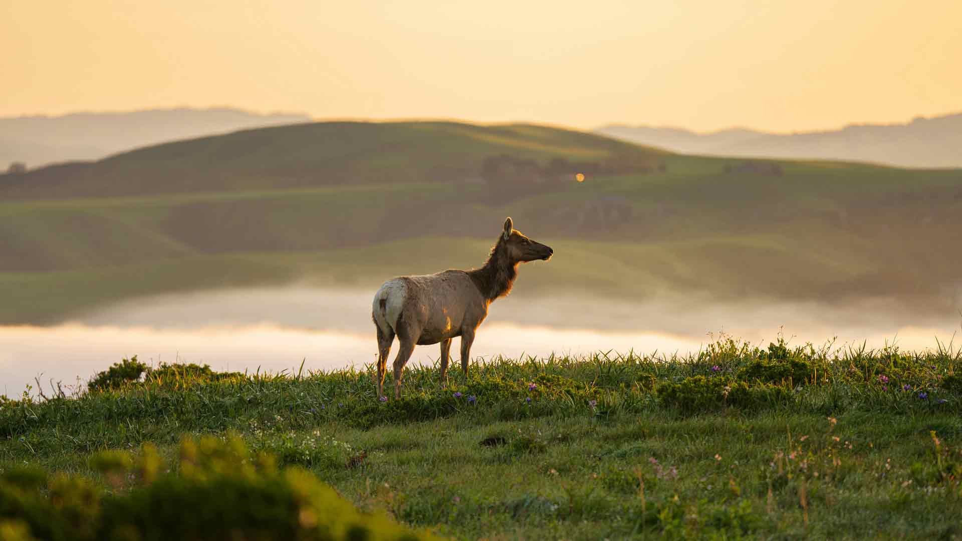 孤鹿山日出托马莱斯角因弗内斯美国