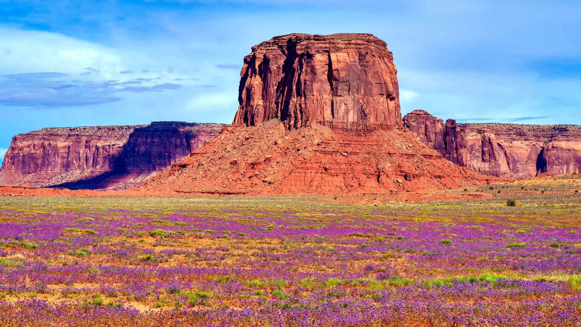 美国犹他州奥尔贾托纪念碑谷公园的野花 5K