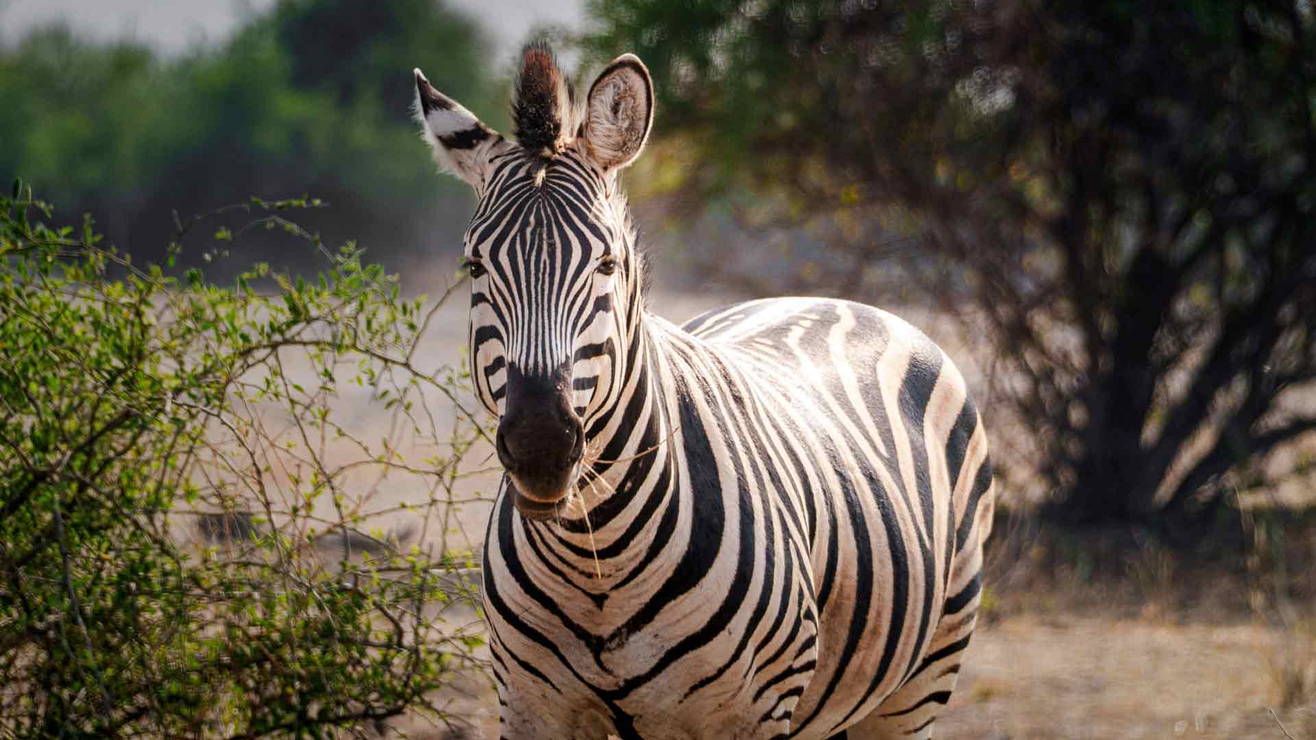 斑马金色阳光乔贝国家公园博茨瓦纳